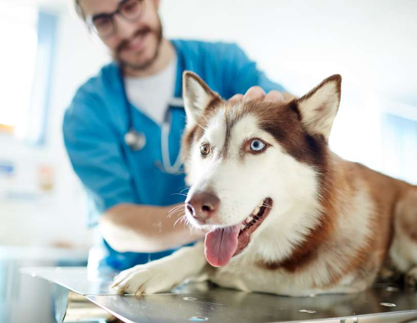 vet tech and husky dog